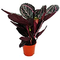 Los mejores  - Shadowplant with unusual leafpatterns - Calathea Dottie - 14cm pot - 45-50cm tall